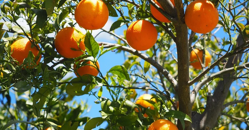 Vitamine C et rétinol : quels actifs ne pas mélanger ?
