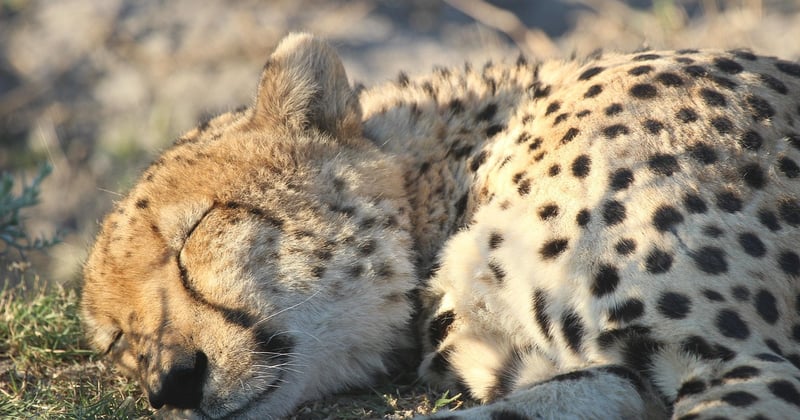Sommeil réparateur : 7 astuces pour mieux dormir dès ce soir
